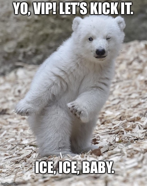vanilla ice  | YO, VIP! LET’S KICK IT. ICE, ICE, BABY. | image tagged in ice ice baby,polar bear,memes,bear memes,vanilla ice | made w/ Imgflip meme maker