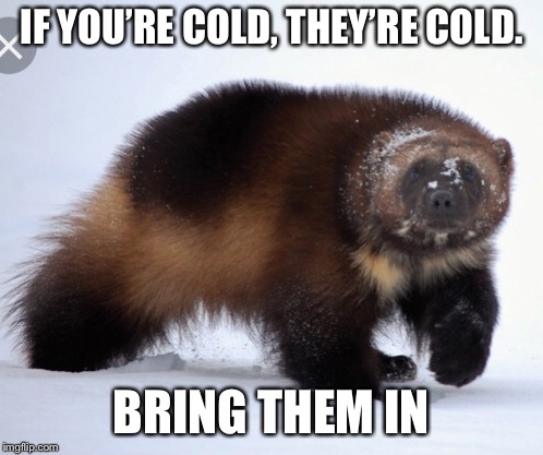 Bring them in. | IF YOU’RE COLD, THEY’RE COLD. BRING THEM IN | image tagged in wolverine | made w/ Imgflip meme maker