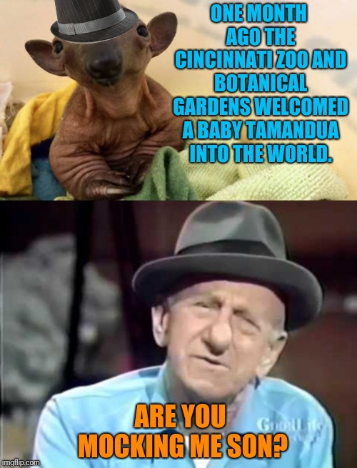 Goodnight Mrs. Calabash, wherever you are. | ONE MONTH AGO THE CINCINNATI ZOO AND BOTANICAL GARDENS WELCOMED A BABY TAMANDUA INTO THE WORLD. ARE YOU MOCKING ME SON? | image tagged in lookalike,zoo | made w/ Imgflip meme maker