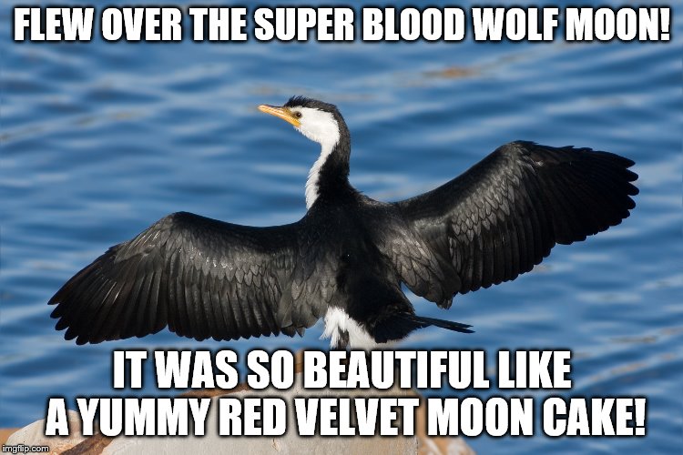 Duckguin | FLEW OVER THE SUPER BLOOD WOLF MOON! IT WAS SO BEAUTIFUL LIKE A YUMMY RED VELVET MOON CAKE! | image tagged in duckguin | made w/ Imgflip meme maker