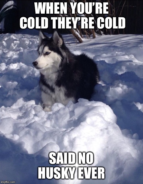WHEN YOU’RE COLD THEY’RE COLD; SAID NO HUSKY EVER | image tagged in husky | made w/ Imgflip meme maker