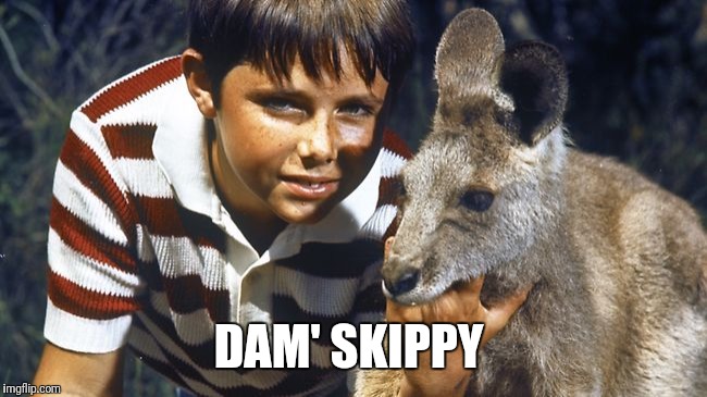 skippy | DAM' SKIPPY | image tagged in skippy | made w/ Imgflip meme maker