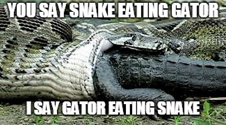 snake eatin gator | YOU SAY SNAKE EATING GATOR; I SAY GATOR EATING SNAKE | image tagged in okie,snake,gator,snake eating a gator,oldscool | made w/ Imgflip meme maker