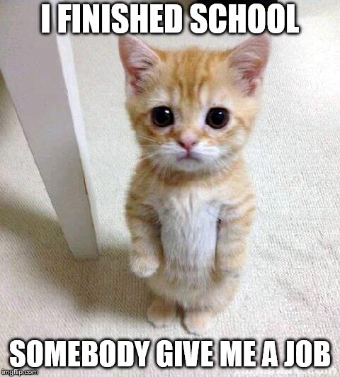 Cute Cat Meme |  I FINISHED SCHOOL; SOMEBODY GIVE ME A JOB | image tagged in memes,cute cat | made w/ Imgflip meme maker