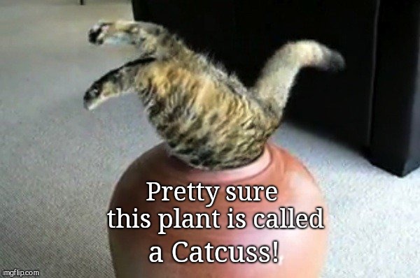 Lovely plant | Pretty sure this plant is called; a Catcuss! | image tagged in lovely plant,funny | made w/ Imgflip meme maker