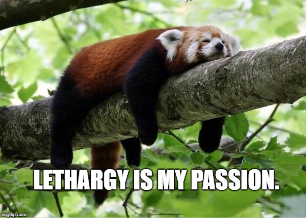 Lazy Red Panda | LETHARGY IS MY PASSION. | image tagged in lazy red panda | made w/ Imgflip meme maker