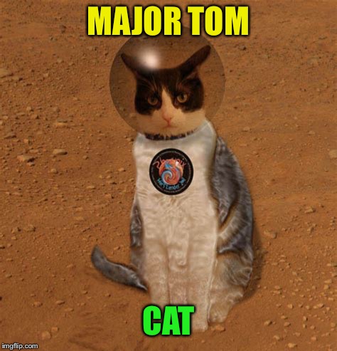 MAJOR TOM; CAT | image tagged in cats,david bowie | made w/ Imgflip meme maker