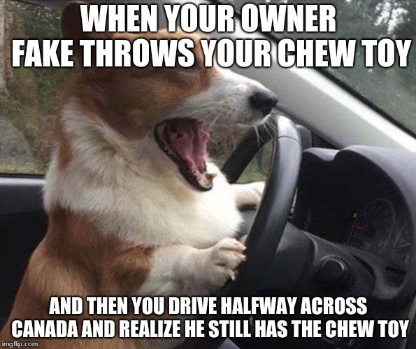 dog driving | WHEN YOUR OWNER FAKE THROWS YOUR CHEW TOY; AND THEN YOU DRIVE HALFWAY ACROSS CANADA AND REALIZE HE STILL HAS THE CHEW TOY | image tagged in dog driving | made w/ Imgflip meme maker