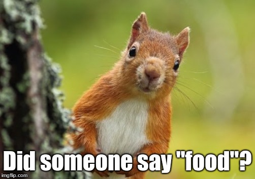 Food? | Did someone say "food"? | image tagged in food,squirrel,cute squirrel,funny | made w/ Imgflip meme maker