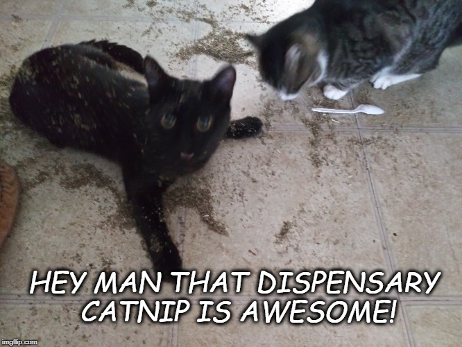 Snape loves the Catnip | HEY MAN THAT DISPENSARY CATNIP IS AWESOME! | image tagged in cats,funny cats,animals,funny animals,memes | made w/ Imgflip meme maker