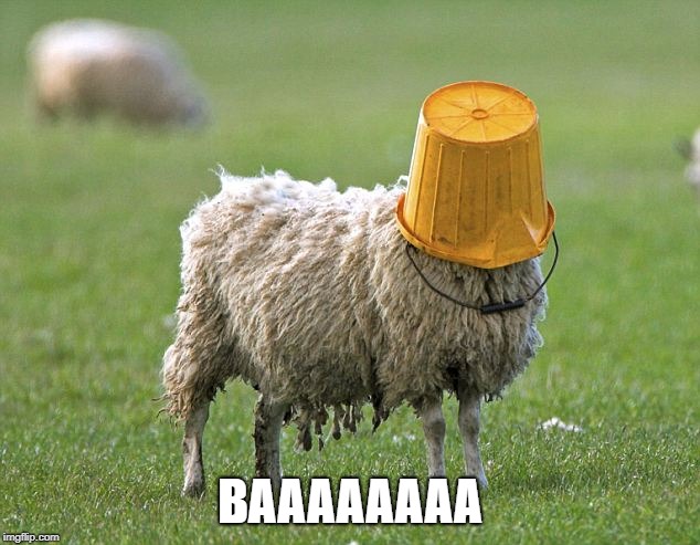 stupid sheep | BAAAAAAAA | image tagged in stupid sheep | made w/ Imgflip meme maker