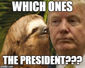 Political advice sloth | WHICH ONES; THE PRESIDENT??? | image tagged in political advice sloth | made w/ Imgflip meme maker