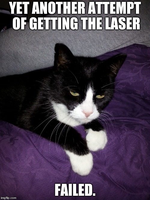 annoyed cat | YET ANOTHER ATTEMPT OF GETTING THE LASER; FAILED. | image tagged in annoyed cat | made w/ Imgflip meme maker