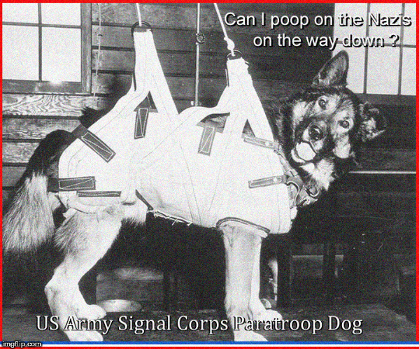 pooping on nazis ? | image tagged in cute dog,lol so funny,funny memes,nazis,hilarious memes,original meme | made w/ Imgflip meme maker