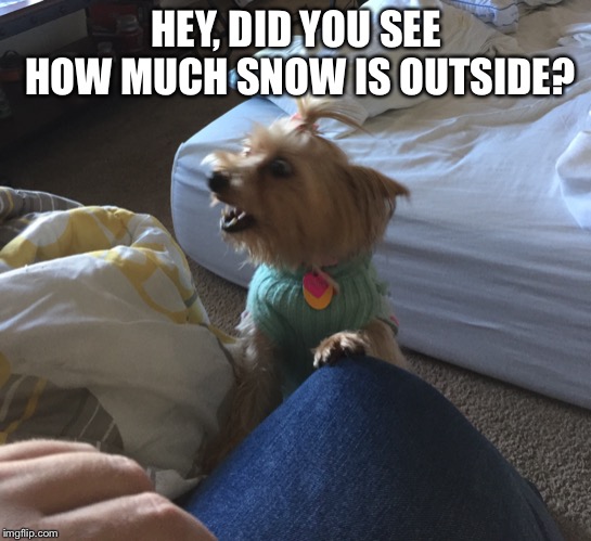 Our dog reacts to winter storm Harper  | HEY, DID YOU SEE HOW MUCH SNOW IS OUTSIDE? | image tagged in nia the yorkie,winter storm harper,memes,winter 2019,yorkie,dog | made w/ Imgflip meme maker