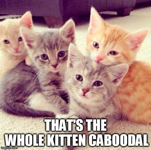 Cute Kitten Group | THAT'S THE WHOLE KITTEN CABOODAL | image tagged in cute kitten group | made w/ Imgflip meme maker