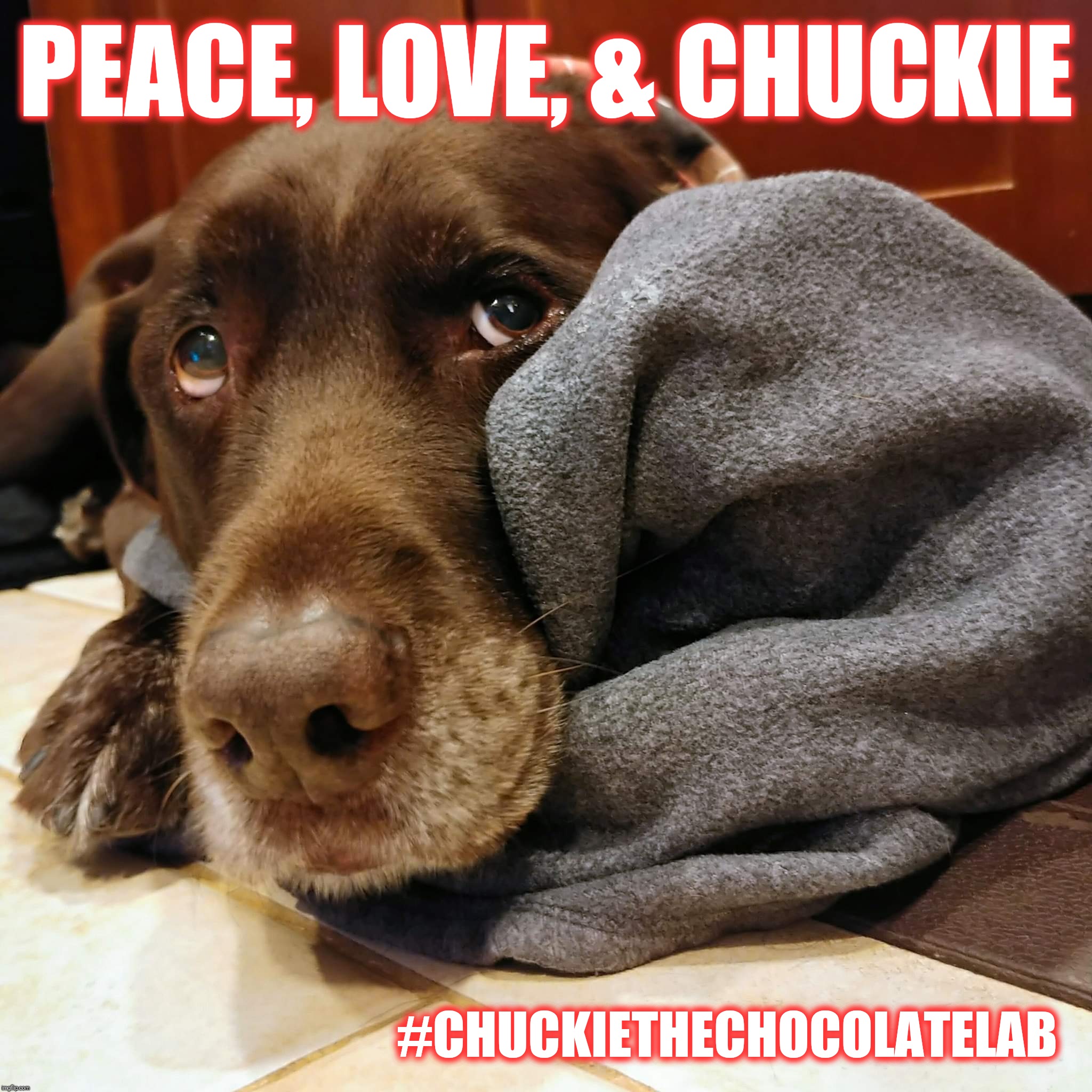 Peace, Love, and Chuckie | PEACE, LOVE, & CHUCKIE; #CHUCKIETHECHOCOLATELAB | image tagged in chuckie the chocolate lab,peace,love,dogs,memes,chocolate lab | made w/ Imgflip meme maker
