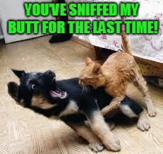 Cat Dog Fight | YOU'VE SNIFFED MY BUTT FOR THE LAST TIME! | image tagged in cat dog fight,nixieknox,memes,cats | made w/ Imgflip meme maker