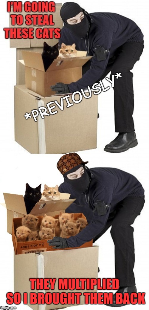 The Cat Burglar - Part 2 | *PREVIOUSLY*; THEY MULTIPLIED SO I BROUGHT THEM BACK | image tagged in cats,cat memes,memes,kittens | made w/ Imgflip meme maker