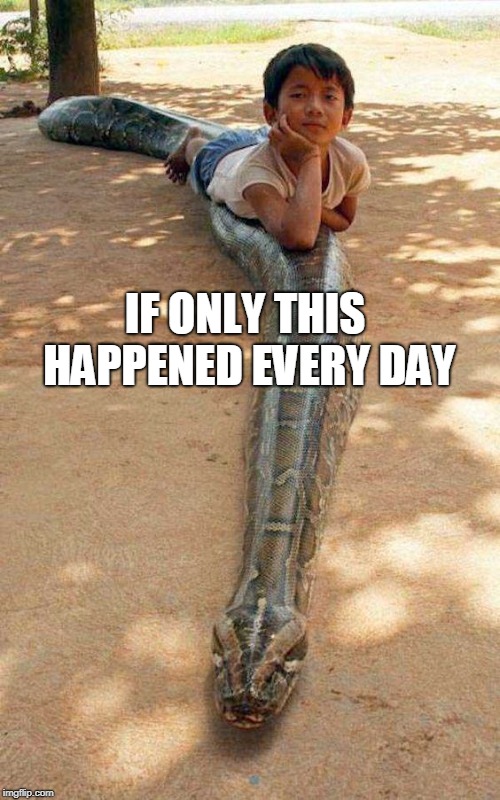 What happened here | IF ONLY THIS HAPPENED EVERY DAY | image tagged in snake,snakes,wtf,what happened,idk | made w/ Imgflip meme maker