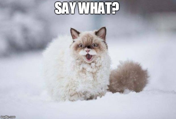 Snow Cat | SAY WHAT? | image tagged in snow cat | made w/ Imgflip meme maker
