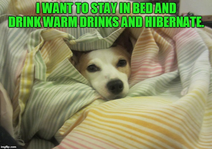 Dog hiding under a blanket | I WANT TO STAY IN BED AND DRINK WARM DRINKS AND HIBERNATE. | image tagged in dog hiding under a blanket | made w/ Imgflip meme maker