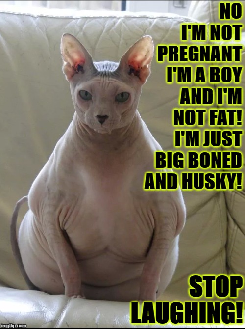 NO I'M NOT PREGNANT I'M A BOY AND I'M NOT FAT! I'M JUST BIG BONED AND HUSKY! STOP LAUGHING! | image tagged in big boned | made w/ Imgflip meme maker