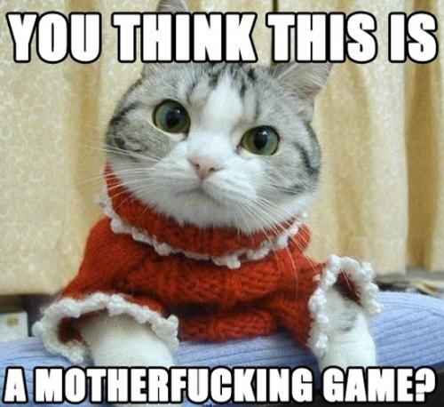 image tagged in cats,animals