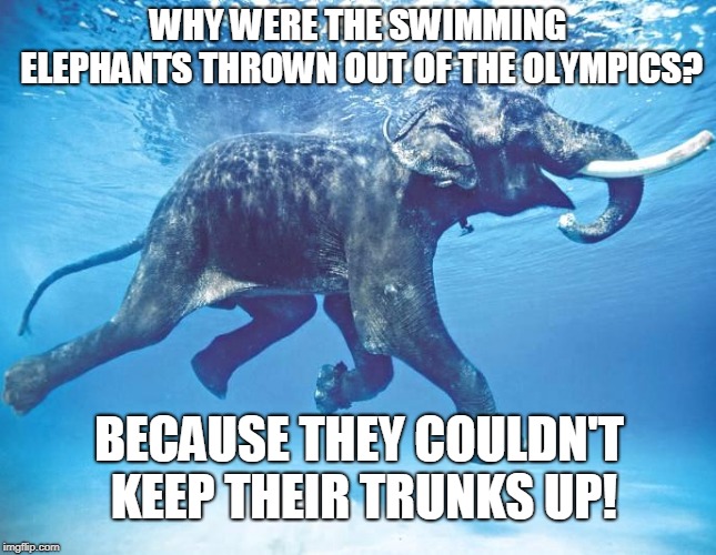 Swimming Elephant | WHY WERE THE SWIMMING ELEPHANTS THROWN OUT OF THE OLYMPICS? BECAUSE THEY COULDN'T KEEP THEIR TRUNKS UP! | image tagged in sports | made w/ Imgflip meme maker