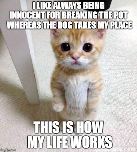 Cute Cat Meme | I LIKE ALWAYS BEING INNOCENT FOR BREAKING THE POT  WHEREAS THE DOG TAKES MY PLACE; THIS IS HOW MY LIFE WORKS | image tagged in memes,cute cat | made w/ Imgflip meme maker