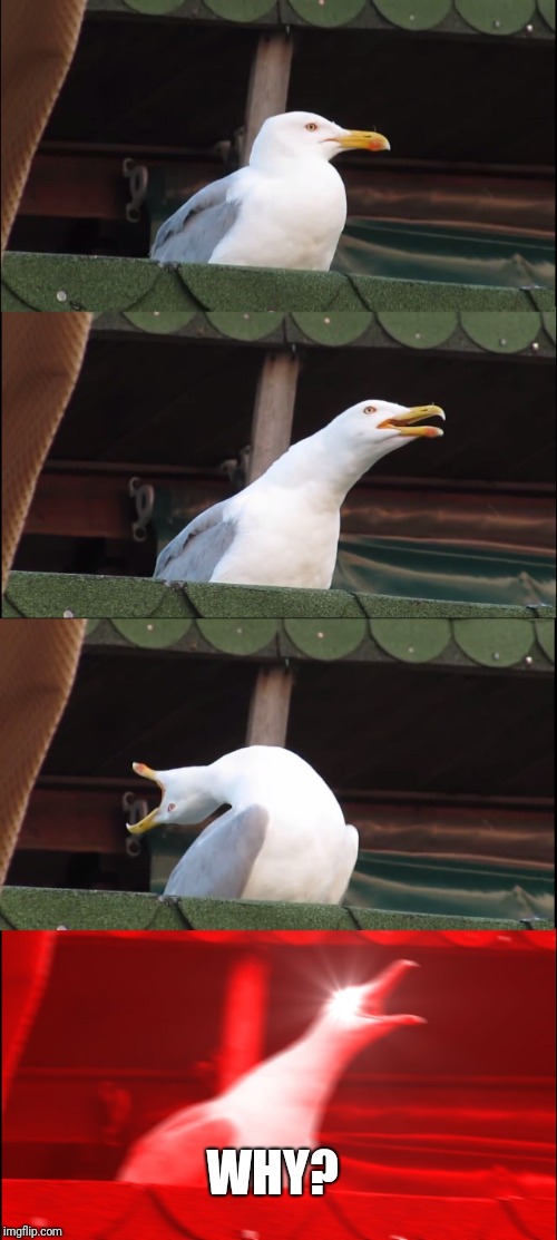 Inhaling Seagull Meme | WHY? | image tagged in memes,inhaling seagull | made w/ Imgflip meme maker