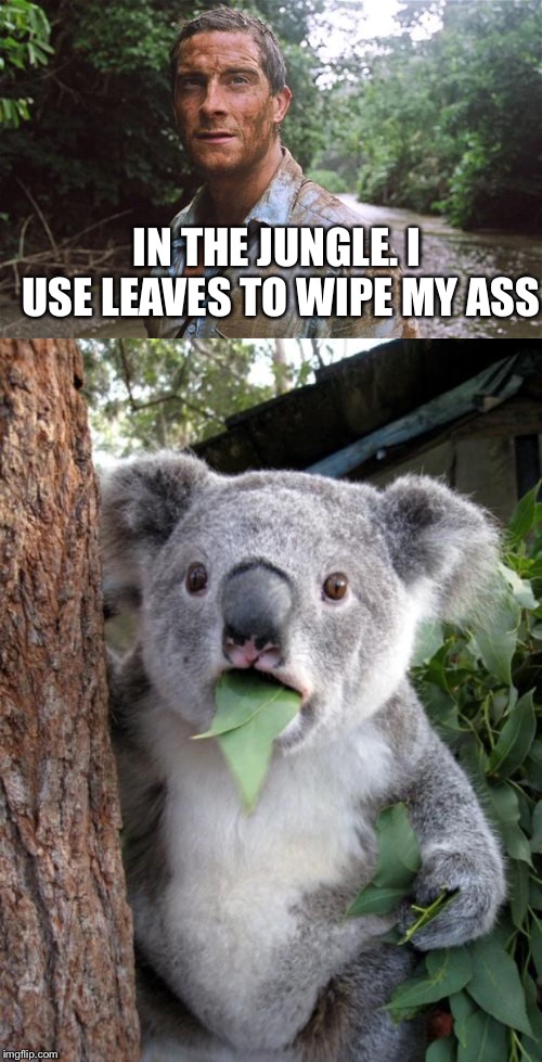 IN THE JUNGLE. I USE LEAVES TO WIPE MY ASS | image tagged in memes,surprised koala,bear grylls | made w/ Imgflip meme maker