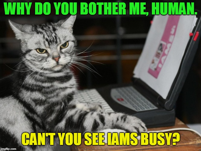 Annoyed Designer Cat | WHY DO YOU BOTHER ME, HUMAN. CAN'T YOU SEE IAMS BUSY? | image tagged in annoyed designer cat,nixieknox,cats,memes,funny | made w/ Imgflip meme maker