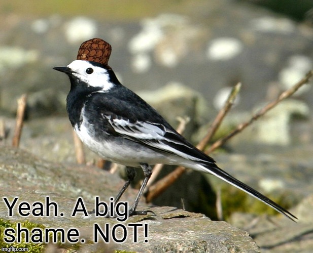 Savage Pied Wagtail | Yeah. A big shame. NOT! | image tagged in savage pied wagtail | made w/ Imgflip meme maker