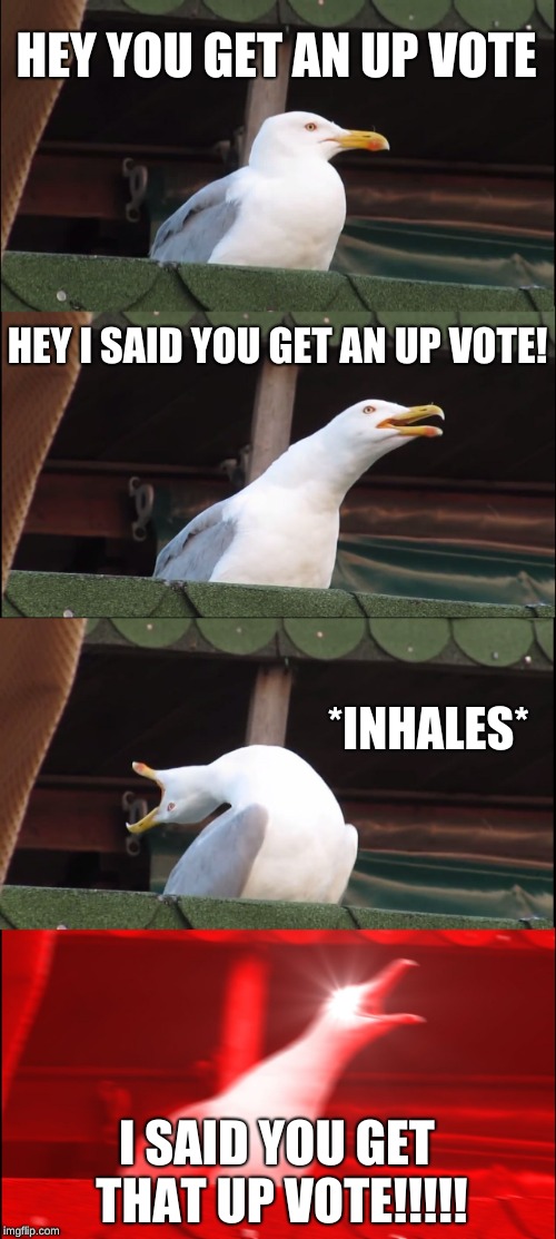 HEY YOU GET AN UP VOTE HEY I SAID YOU GET AN UP VOTE! *INHALES* I SAID YOU GET THAT UP VOTE!!!!! | image tagged in memes,inhaling seagull | made w/ Imgflip meme maker