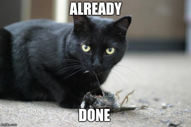 Cat eating bird | ALREADY DONE | image tagged in cat eating bird | made w/ Imgflip meme maker