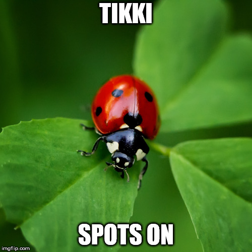 Ladybug | TIKKI; SPOTS ON | image tagged in ladybug | made w/ Imgflip meme maker