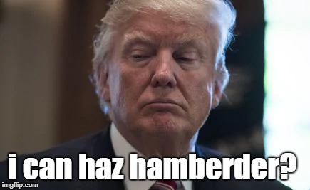 hamberder | i can haz hamberder? | image tagged in trump | made w/ Imgflip meme maker