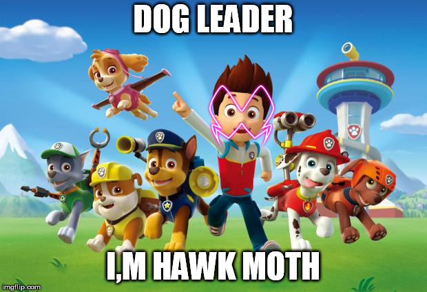 Paw Patrol  | DOG LEADER; I,M HAWK MOTH | image tagged in paw patrol | made w/ Imgflip meme maker