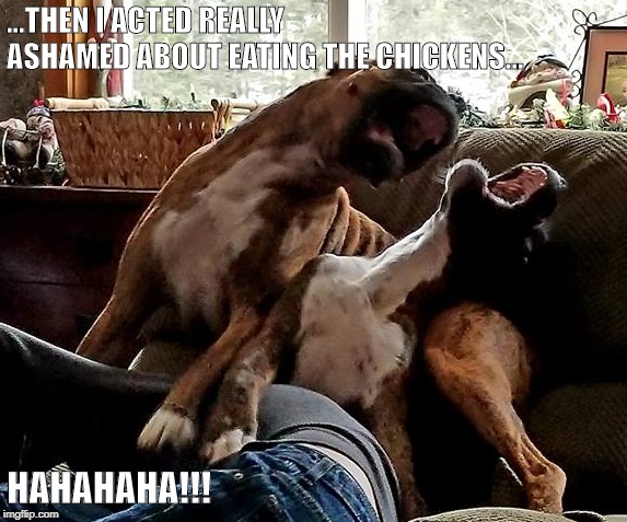Dog Jokes | ...THEN I ACTED REALLY  ASHAMED ABOUT EATING THE CHICKENS... HAHAHAHA!!! | image tagged in dog jokes | made w/ Imgflip meme maker
