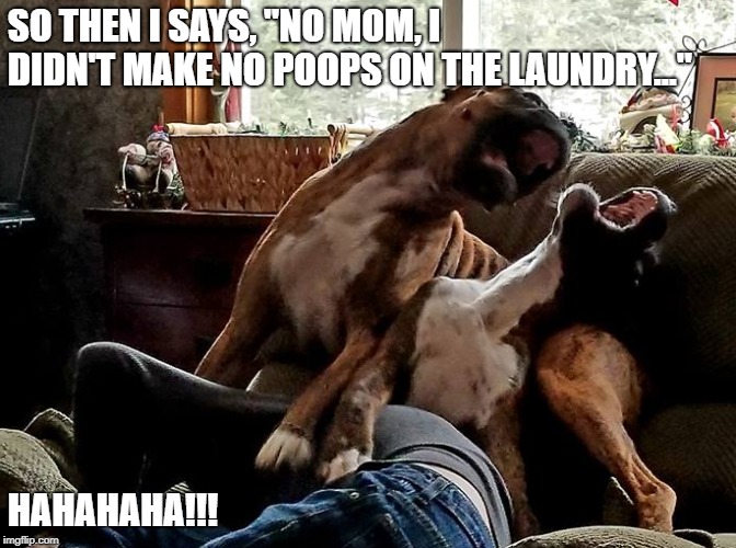  SO THEN I SAYS, "NO MOM, I DIDN'T MAKE NO POOPS ON THE LAUNDRY..."; HAHAHAHA!!! | image tagged in dog jokes,boxer dog | made w/ Imgflip meme maker
