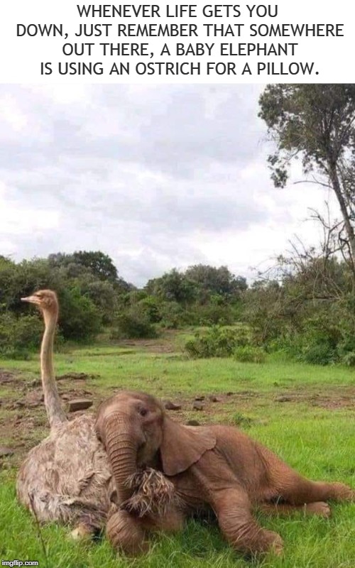 Sweet Dreams | WHENEVER LIFE GETS YOU DOWN, JUST REMEMBER THAT SOMEWHERE OUT THERE, A BABY ELEPHANT IS USING AN OSTRICH FOR A PILLOW. | image tagged in memes,animals,elephant,ostrich,inspirational memes,joy | made w/ Imgflip meme maker