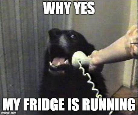 Yes this is dog | WHY YES; MY FRIDGE IS RUNNING | image tagged in yes this is dog | made w/ Imgflip meme maker