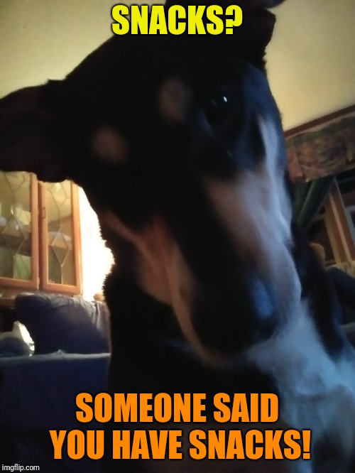 Snacks? | SNACKS? SOMEONE SAID YOU HAVE SNACKS! | image tagged in memes,funny dogs | made w/ Imgflip meme maker