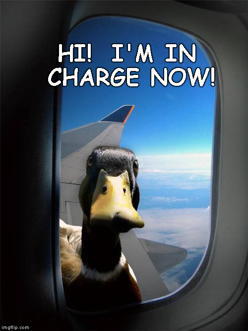 Duck Plane Window | HI!  I'M IN CHARGE NOW! | image tagged in duck plane window | made w/ Imgflip meme maker