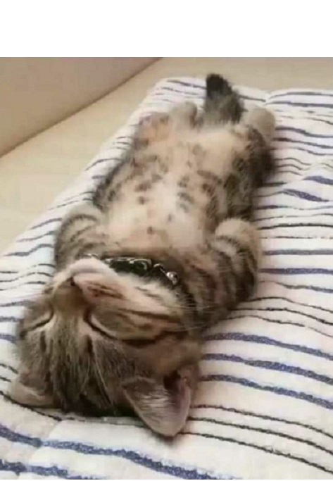 cat sleeping TN Blank Meme Template