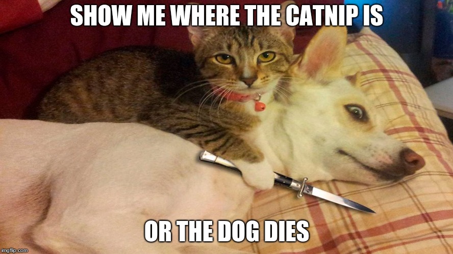 Cats are cuddly. But LETHAL! | SHOW ME WHERE THE CATNIP IS; OR THE DOG DIES | image tagged in dogs,cats,cat memes | made w/ Imgflip meme maker