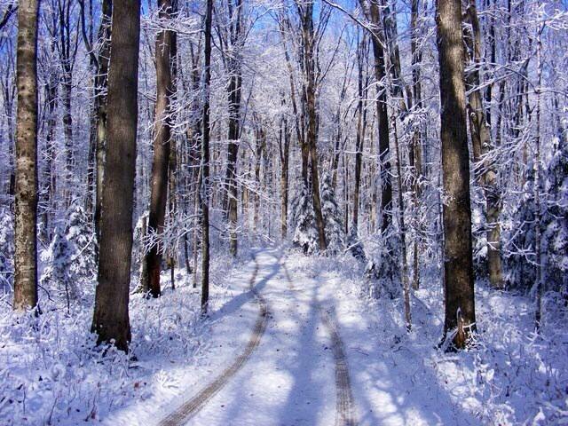 Snowy Woodland Path Blank Meme Template