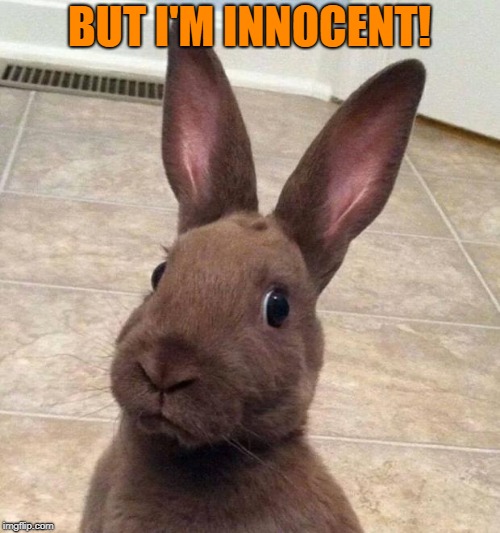 Really? Rabbit | BUT I'M INNOCENT! | image tagged in really rabbit | made w/ Imgflip meme maker