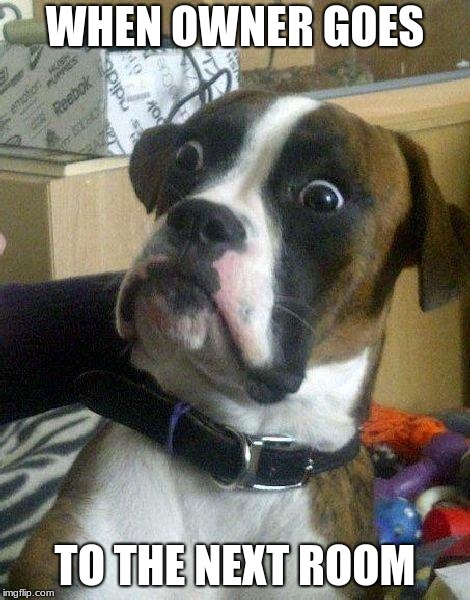 Surprised Dog | WHEN OWNER GOES; TO THE NEXT ROOM | image tagged in surprised dog | made w/ Imgflip meme maker